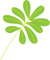 Leaf 4