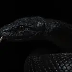 Ảnh minh họa: Hướng dẫn tạo Snake mini game