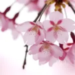 Ảnh minh họa: Tạo hiệu ứng hoa đào rơi