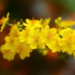 Ảnh minh họa: Tạo hiệu ứng hoa mai rơi