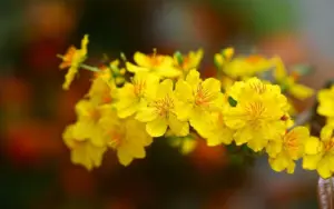 Ảnh minh họa: Tạo hiệu ứng hoa mai rơi